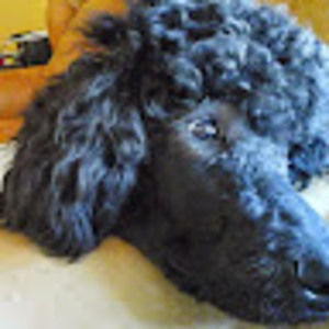 Meet your Posher, Libby